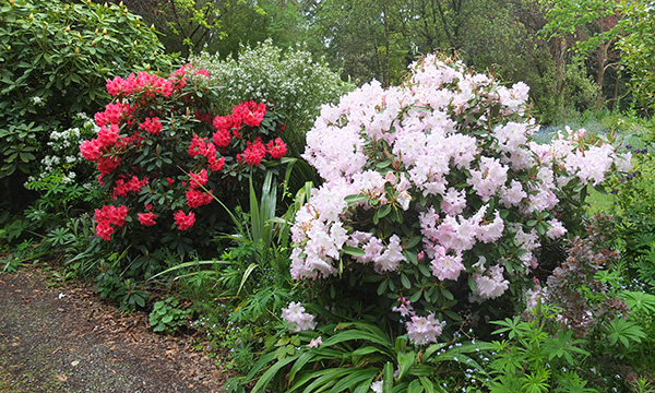  Beautiful shrubs, 