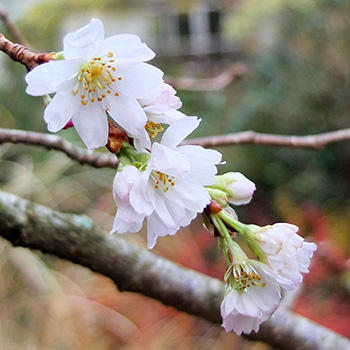  A Prunus. 