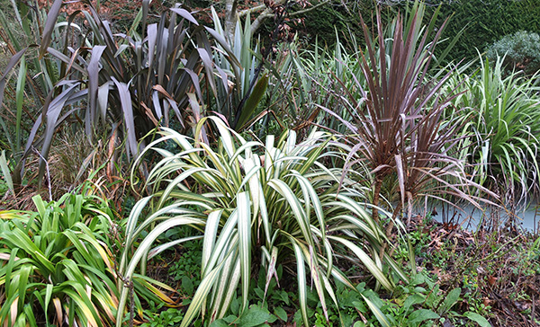  I love spiky plants. 