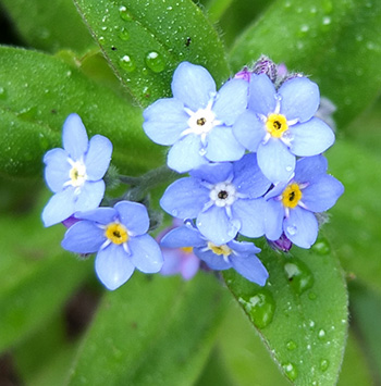  A weedy annual flower which I adore. 