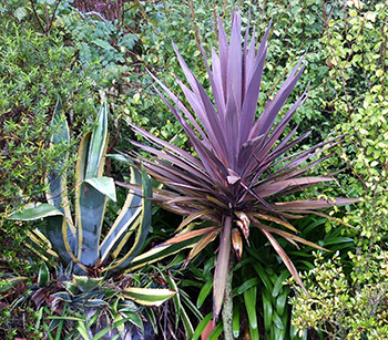  Spiky shrubs 