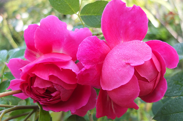  A beautiful rose. 