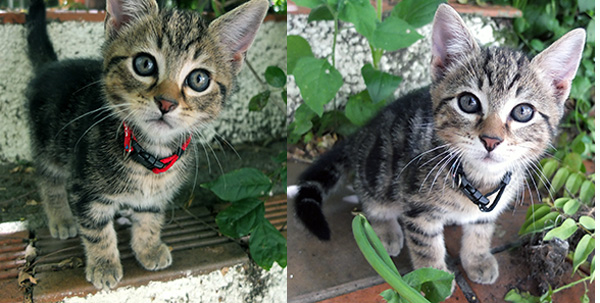  Kittens with collars... 