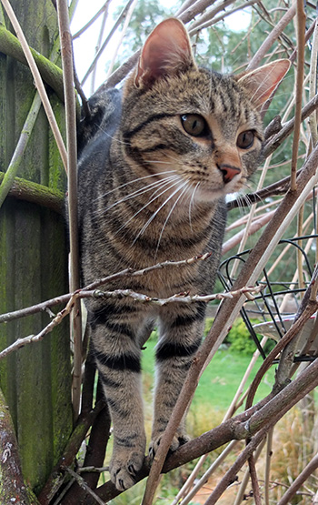  Staking out the bird feeders. 