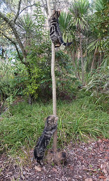  A skinny Cordyline. 