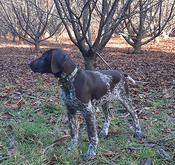  A spotty GSP. 