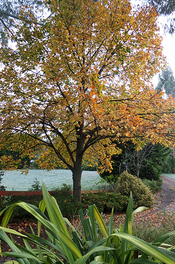  A Tilia tree? Not sure. Check out the frost in the Frisbee Lawn. Brr... 