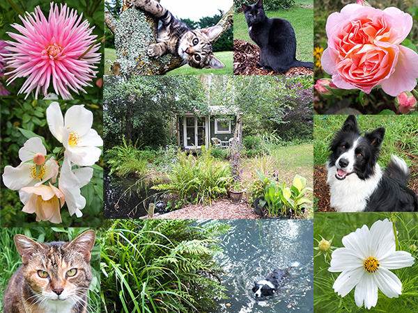  My garden and animals - some of them! 