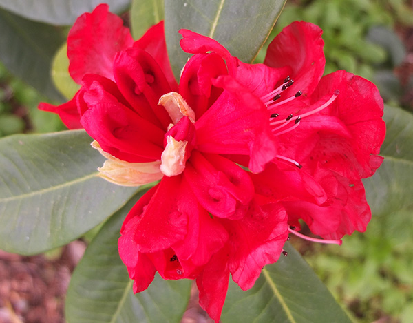  Flowering early this year. 