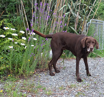  My big brown dog visitor. 