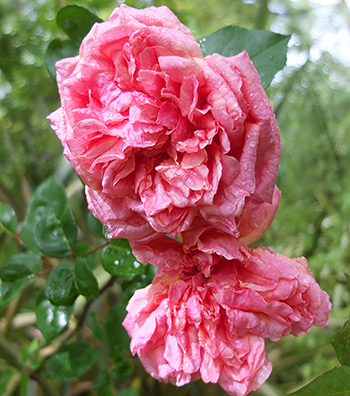  Very tall, growing well in the partly shaded Hen House Garden. 