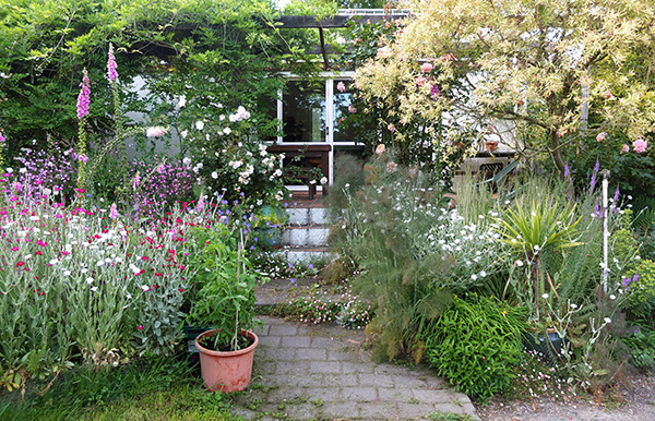  Roses, flowers, tomatoes in pots... 