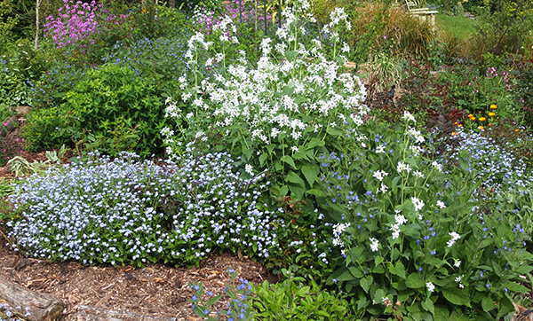  This area is all weeded and mulched. 