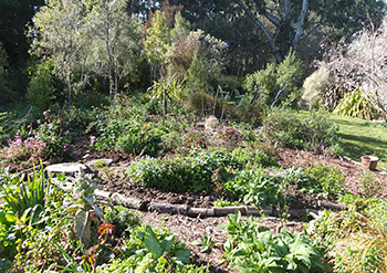  Everything is growing well in this new garden. 