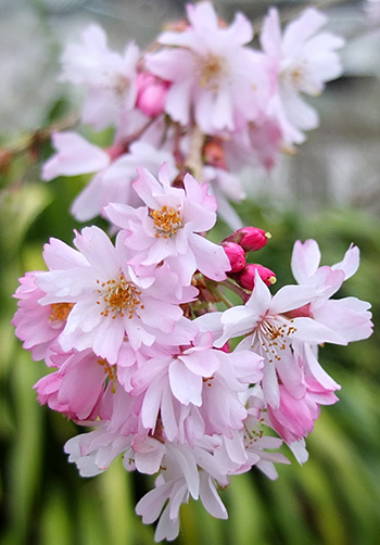  The scruffy tree in the Island Bed. 