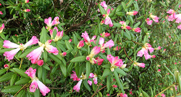  Pink flowers in winter - lovely! 