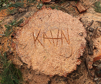 Kahn was the tree feller! 