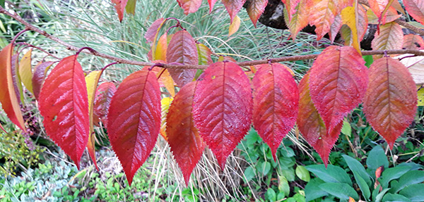  A Prunus tree. 