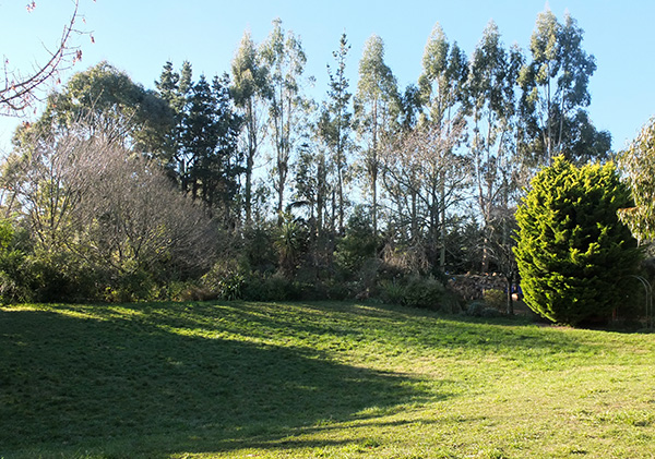  And a few pines, still waiting to come down. 