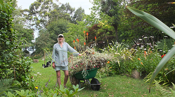  Taking some Lychnis to the dumping place. 