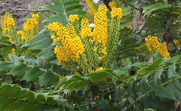  Lovely to see yellow in winter. 