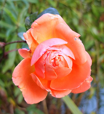  A rose with darker bronze foliage. 