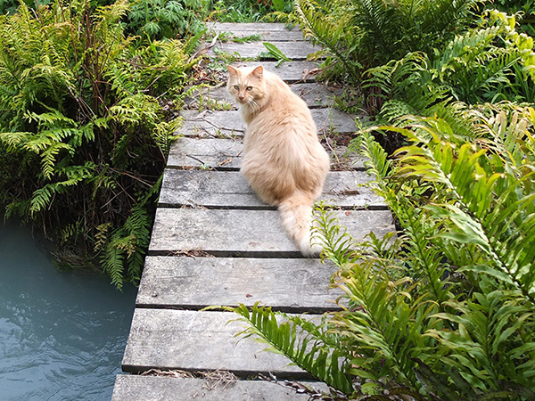  An old photograph featuring Fluff-Fluff, my dearly departed ginger gardening cat. 