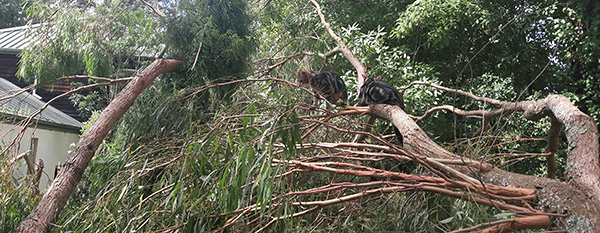  Two Freds exploring the tree. 