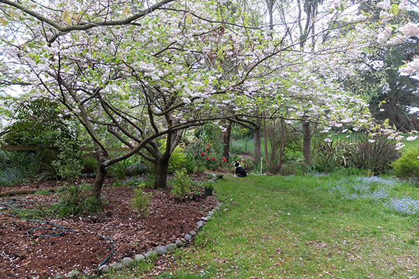  Underneath the two flowering cherry trees. 