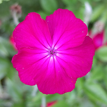 A magenta flower. 