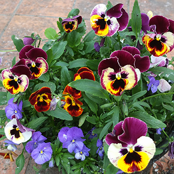  Or violas?  