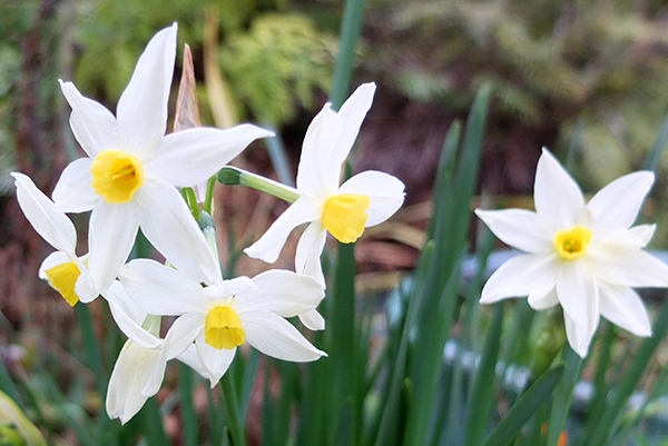  Winter bulbs! 