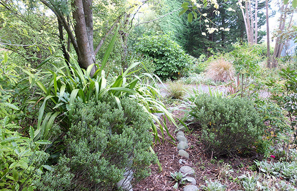  Past Hebes and a green Phormium. 