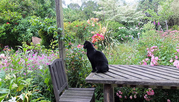  On the patio table. 