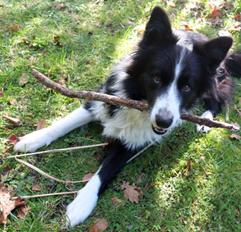  She loves chasing the stick. 