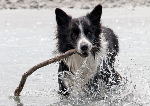  Any stick will do... 