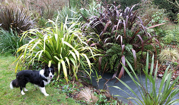  And the beautiful Phormiums. 