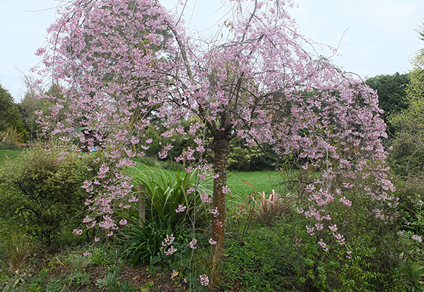  A Prunus, in the Driveway. 