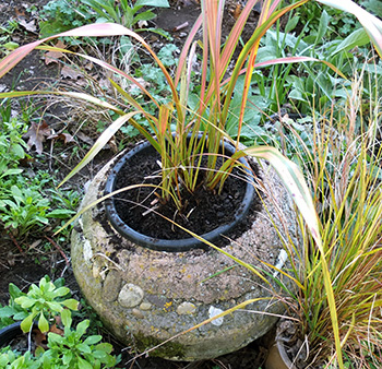  In the Glass-House Garden. 