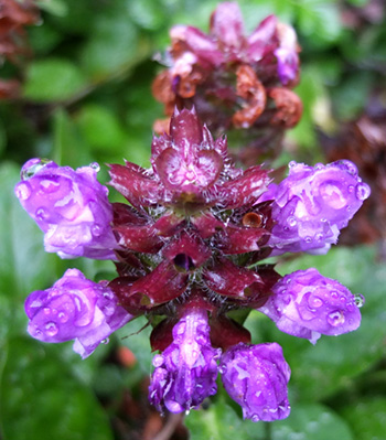  Grandiflora - and wet! 