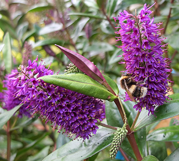  A species shrub. 