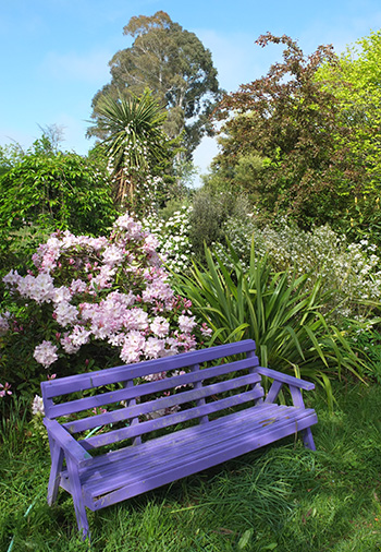  And pink rhododendron. A lovely spot for a cup of tea. 