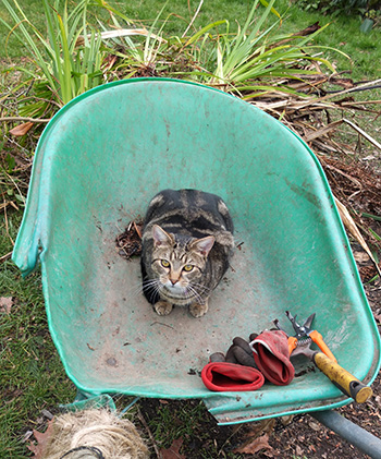  My gardening companion. 