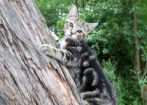  The perfect tree for learning to climb safely! 