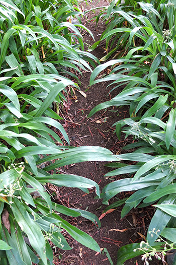  Cleared, and edged with Rock Lilies. 