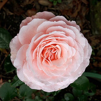  A paler pink than I remember this rose should be. Oh well - he has been stuck in a pot for weeks. 