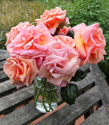  The buds are long, pink, and pointy. Large flowers, all the same. 