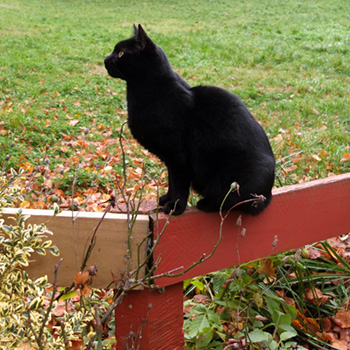  She is watching the birdies. 