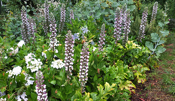  In the Appletree Border. 