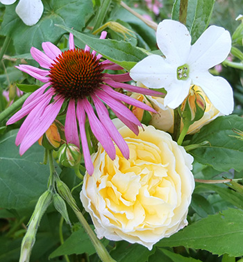  Rose with friends. 